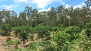 Mabi Forest Restoration Project Update February 2025