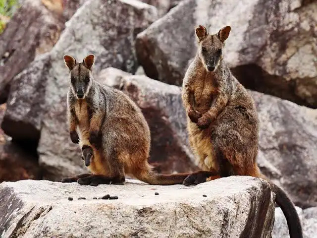 Saving the Southern Brush-tailed Rock Wallaby: Native Reforestation in ...